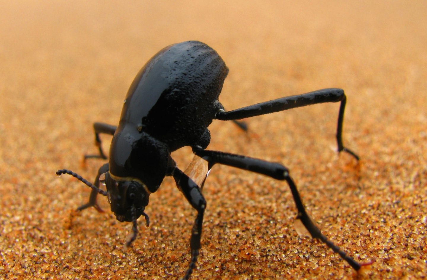 Beetle